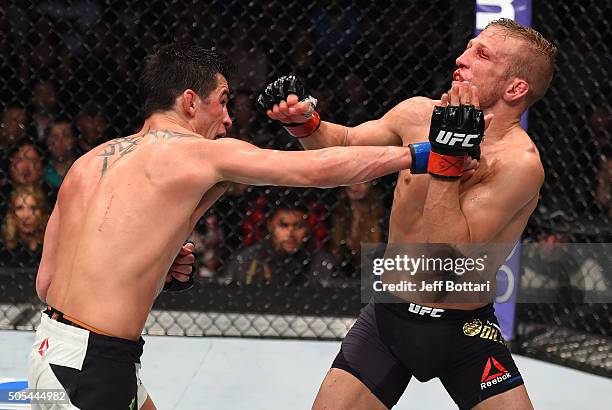 Dominick Cruz punches TJ Dillashaw in their UFC bantamweight championship bout during the UFC Fight Night event inside TD Garden on January 17, 2016...