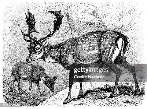 Fallow Deer (Dama Dama) Fallow Deer (Dama Dama)