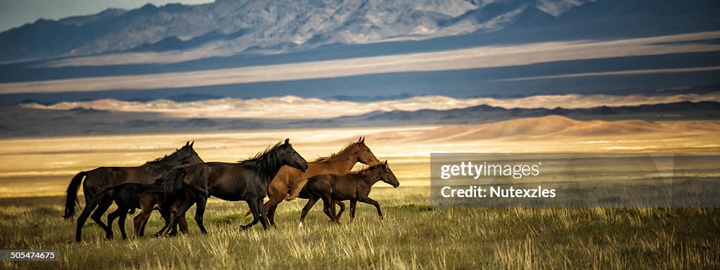 Horses galloping over the field in Kazakhstan