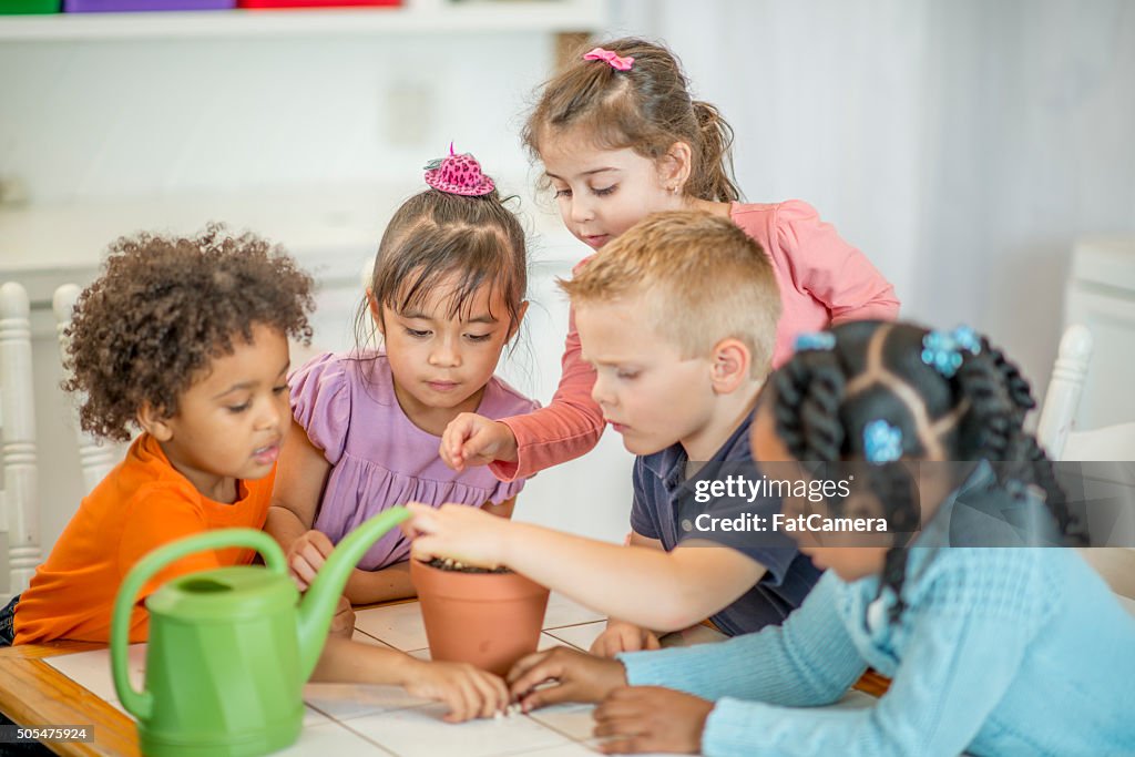 Planting Seeds in Dirt