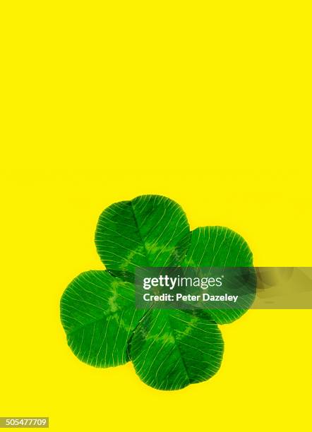 lucky four leaf clover with copy space - four leaf clover stockfoto's en -beelden