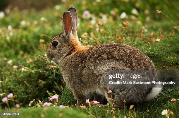 Welsh Rabbit Photos and Premium High Res Pictures - Getty Images