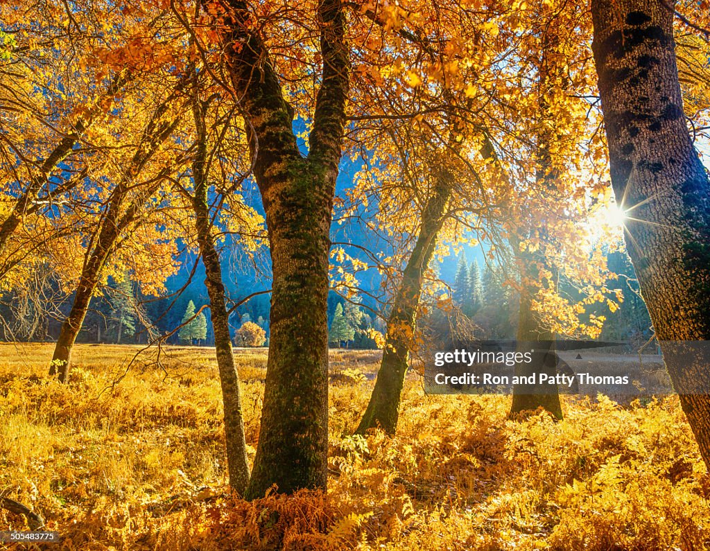 Autumn in Yosemite NP,CA (P)