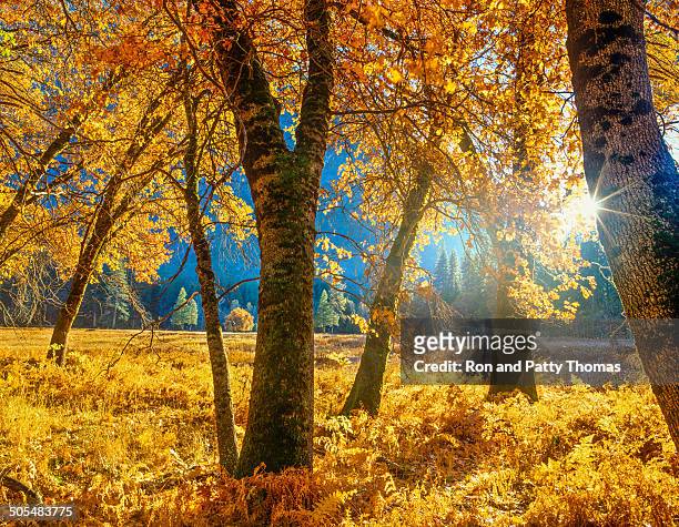 autumn in yosemite np,ca (p) - california valley stock pictures, royalty-free photos & images