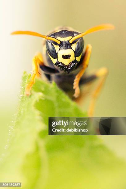 intimidating hornet yellow jacket wasp closeup - yellow jacket stockfoto's en -beelden