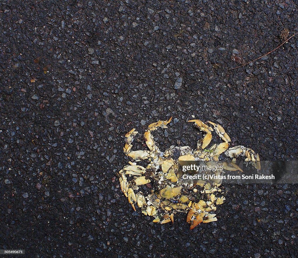 A crab after it got crushed by a running car