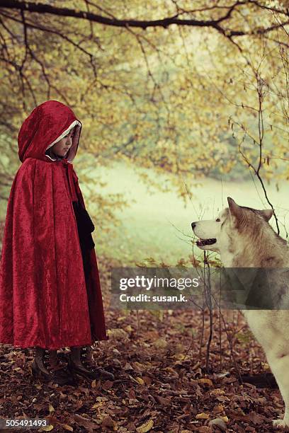 red riding hood face to face with big bad wolf - rotkäppchen stock-fotos und bilder