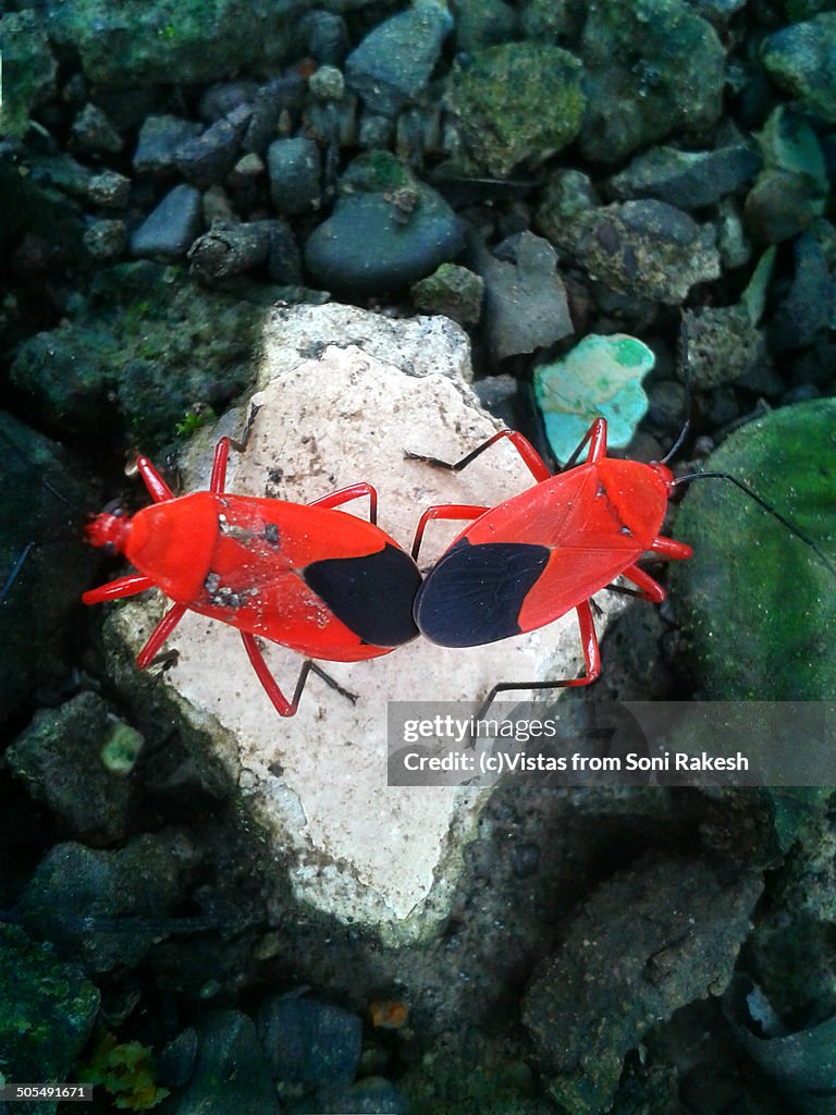 Red cotton bug mating