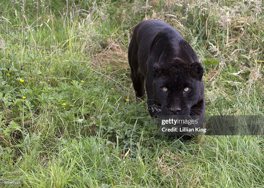 Black leopard