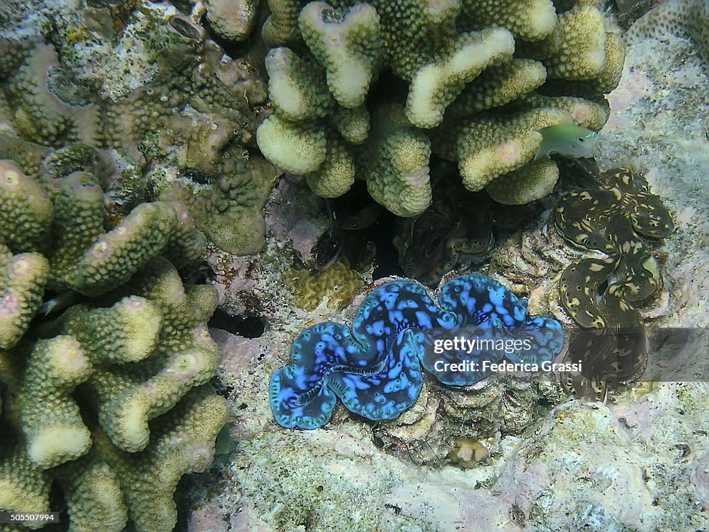 Two Tridachna Maxima at Fihalhohi House Reef, Maldives
