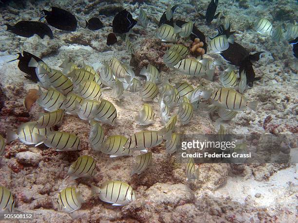 convict surgeonfish (acanthurus triostegus) - convict surgeonfish stock pictures, royalty-free photos & images