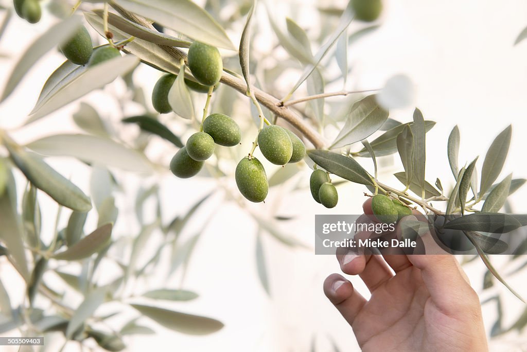 Child picking olives from an olive tree