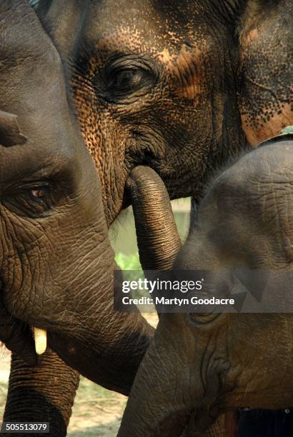 Elephants at Chiang Rai in northern Thailand, during the King's Cup Elephant Polo tournament 2010.