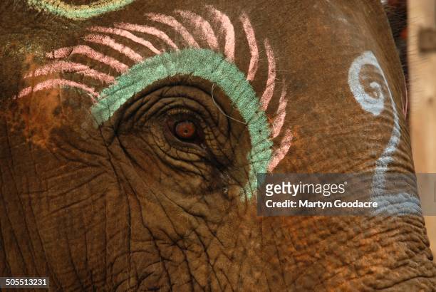 An elephant with painted eyelashes, at the King's Cup Elephant Polo tournament at Chiang Rai in northern Thailand, 2010.