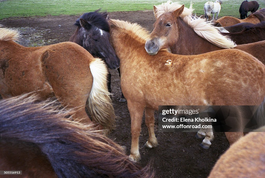 Icelandic horses in the wind