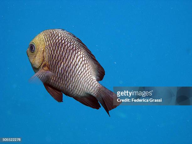 bigeye emperor fish (monotaxis grandoculis) - humpnose bigeye bream stock pictures, royalty-free photos & images