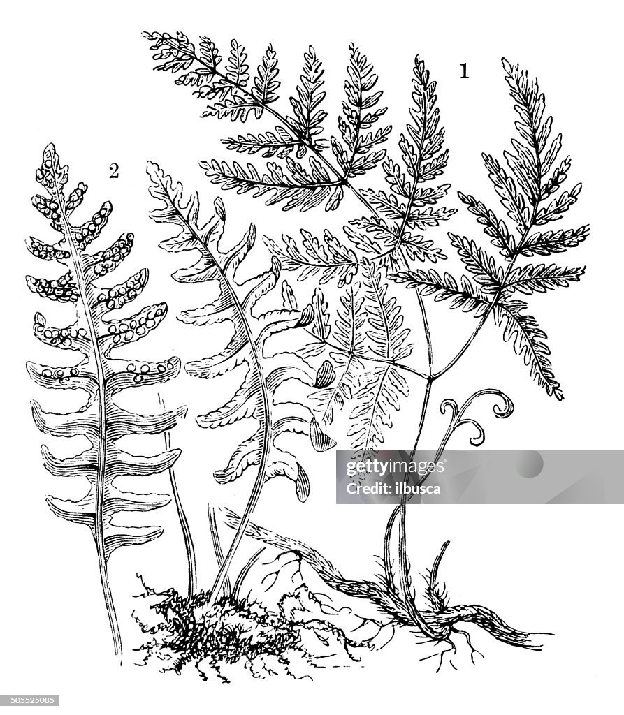 Antique illustration of polypodium vulgare and polypodium dryopteris fern