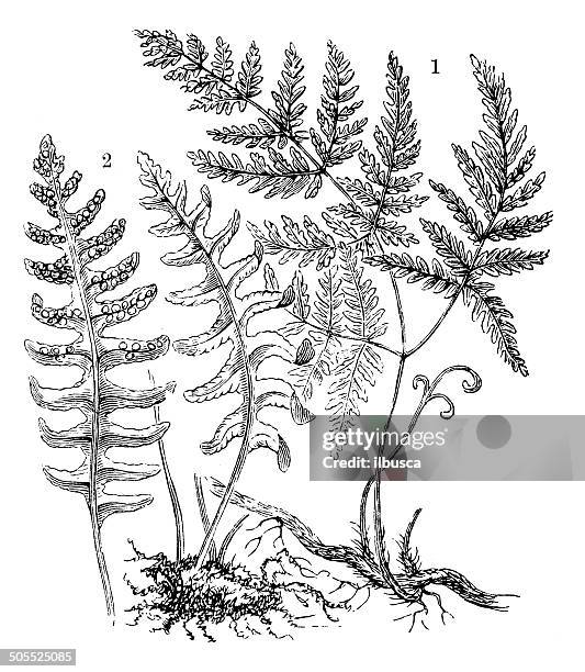 antique illustration of polypodium vulgare and polypodium dryopteris fern - polypodiaceae stock illustrations