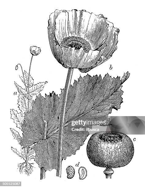 antique illustration of papaver somniferum (opium poppy) - poppy flower painting stock illustrations