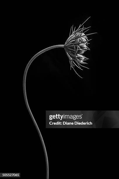 queen anne's lace bud - diane diederich - fotografias e filmes do acervo