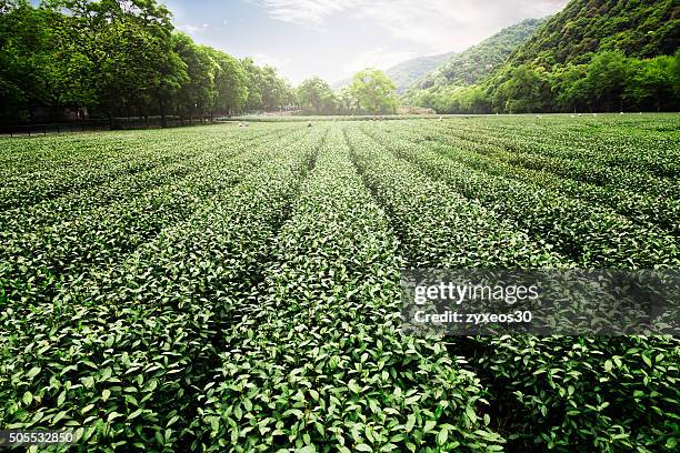 china's tea garden - plantation stockfoto's en -beelden