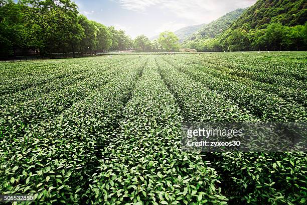china's tea garden - herbalism stock pictures, royalty-free photos & images