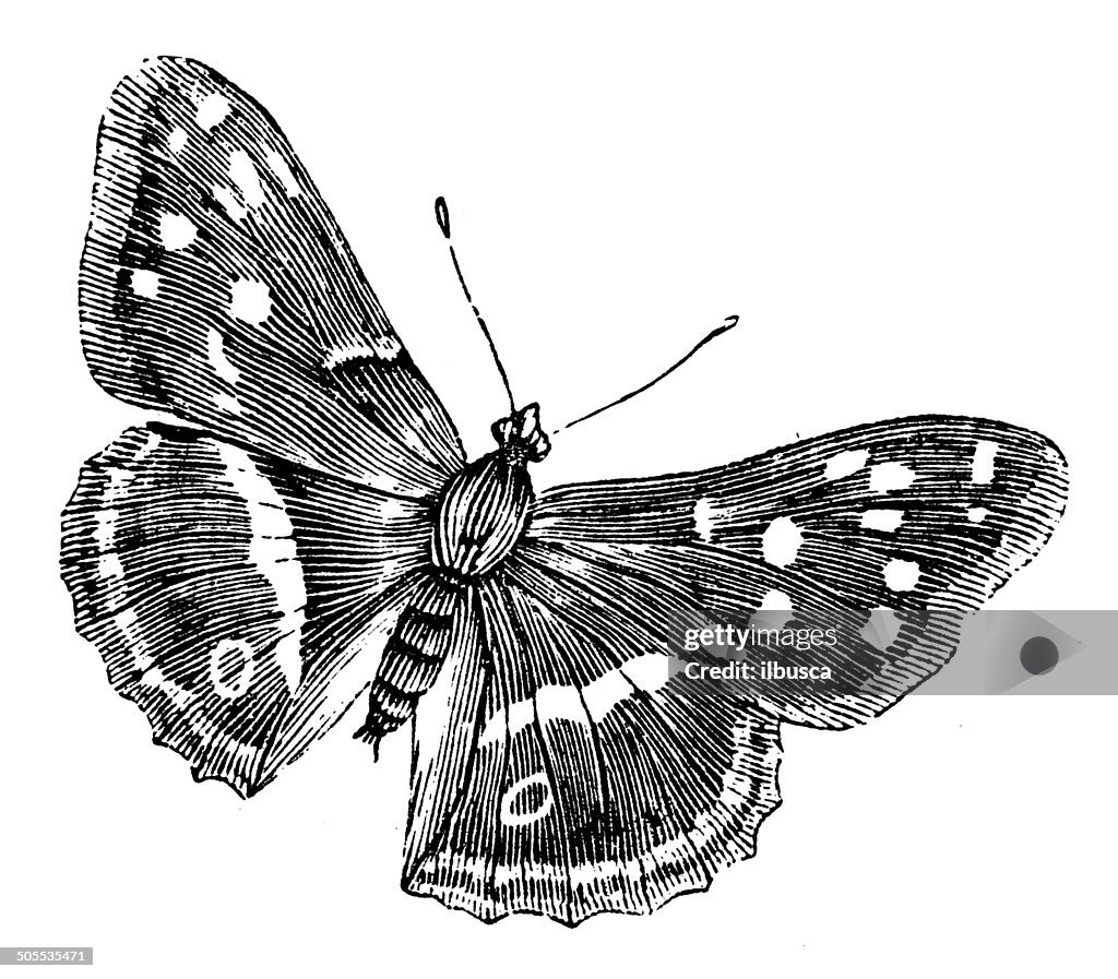 Anticuario ilustración de púrpura oruga de mariposa