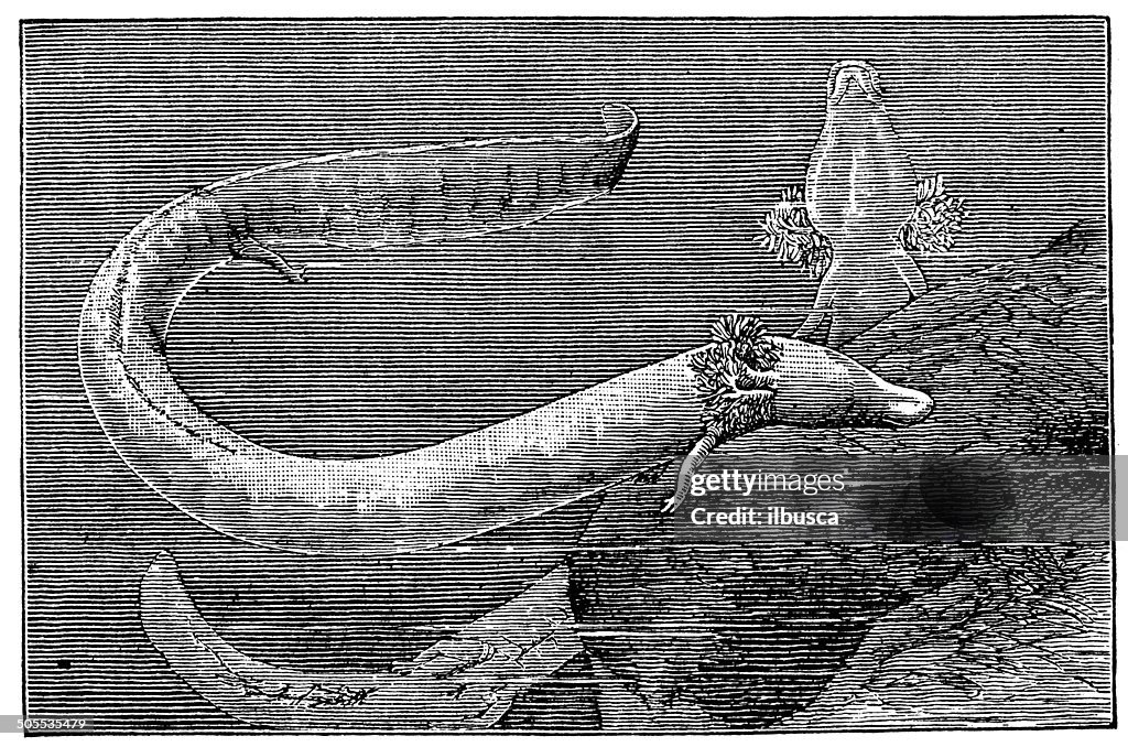Antique illustration of olm or proteus (Proteus anguinus)