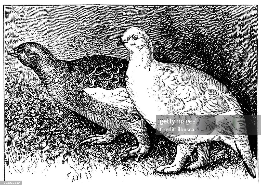 Antique illustration of rock ptarmigan (Lagopus muta)