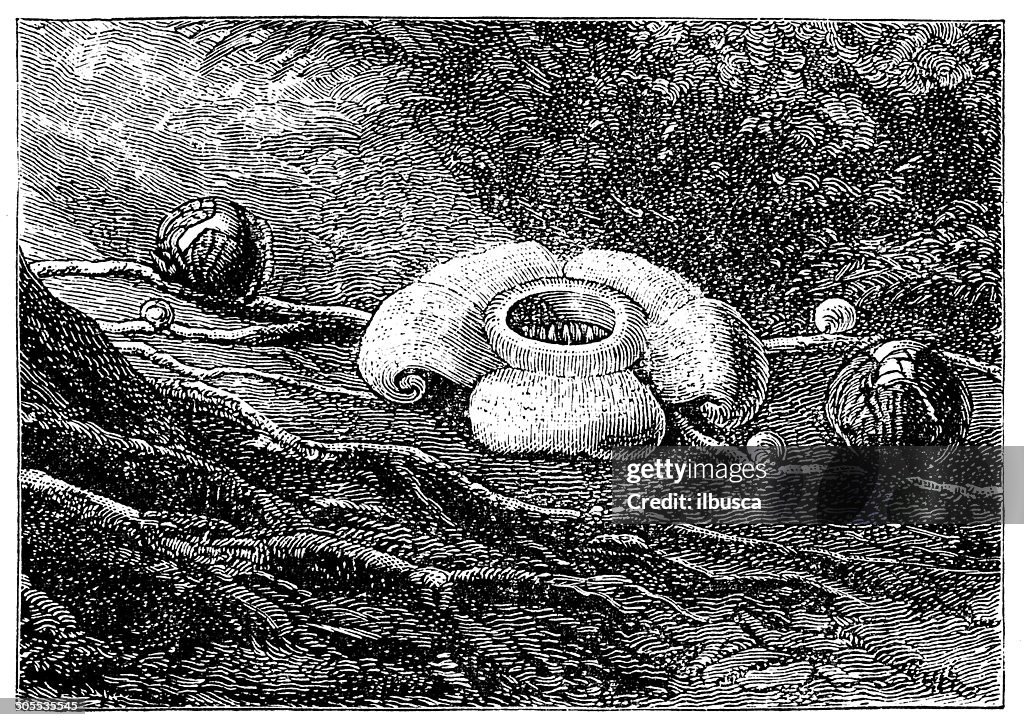 Antique illustration of Rafflesia patma