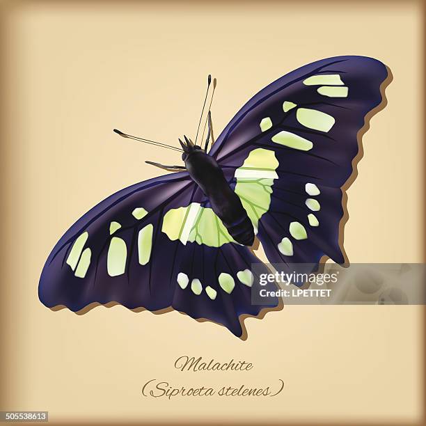 ilustraciones, imágenes clip art, dibujos animados e iconos de stock de mariposa malaquita-vector - malaquita