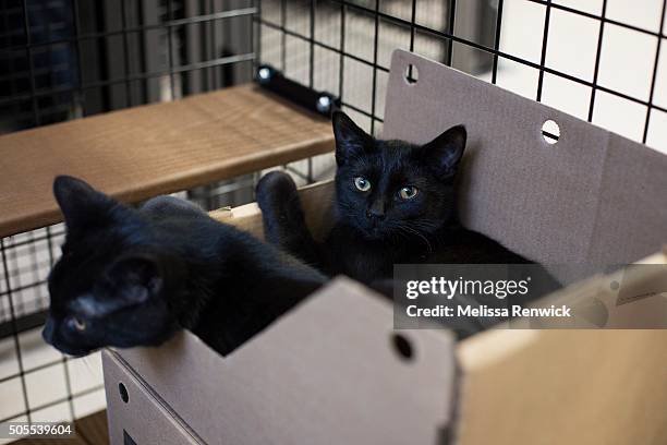 Chello and Trumpet are two of the cats up for adoption at the new Cat Adoption and Education Centre in the Thornhill Community Centre in Markham.