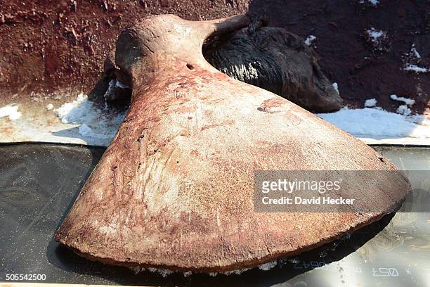 The scapula of one of two dead sperm whales that recently appeared on the beach of Wangerooge Island on January 18, 2016 in Wilhelmshaven, Germany. A...