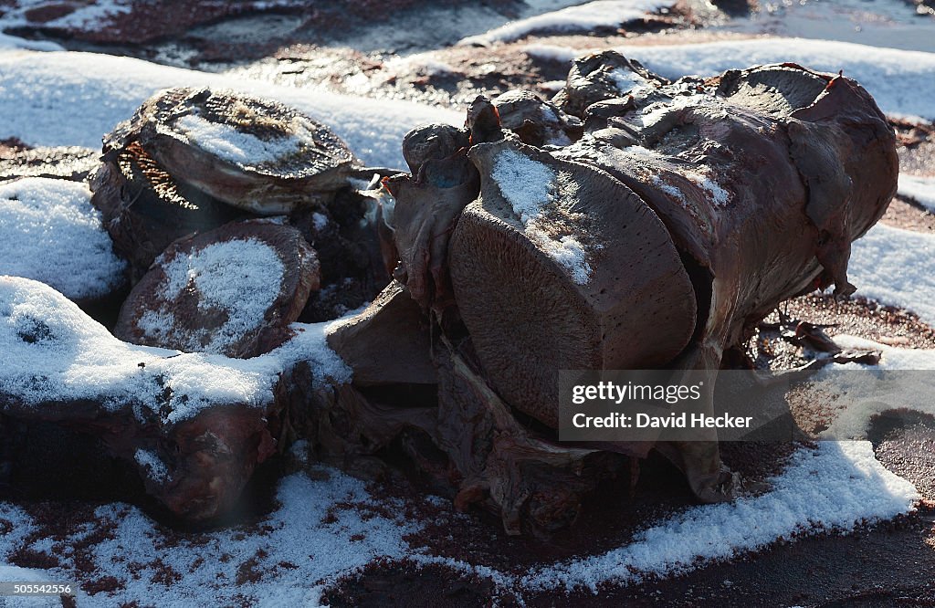 Dead Sperm Whales Wash Up On German Coast