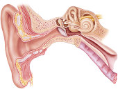 Ear - Anatomy