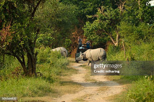 great indian rhino - kaziranga national park stock pictures, royalty-free photos & images