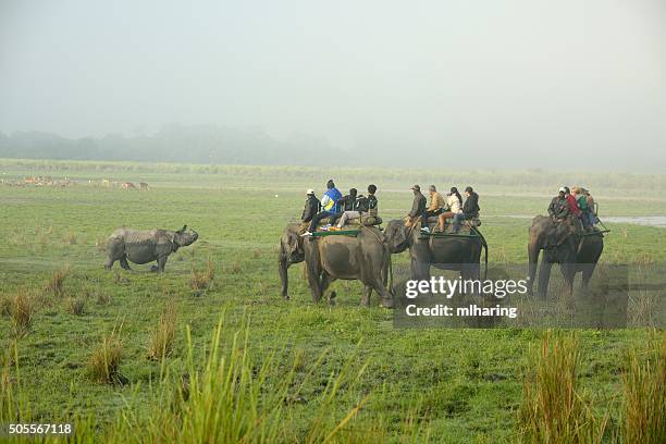 rlephants et rhino - kaziranga national park photos et images de collection