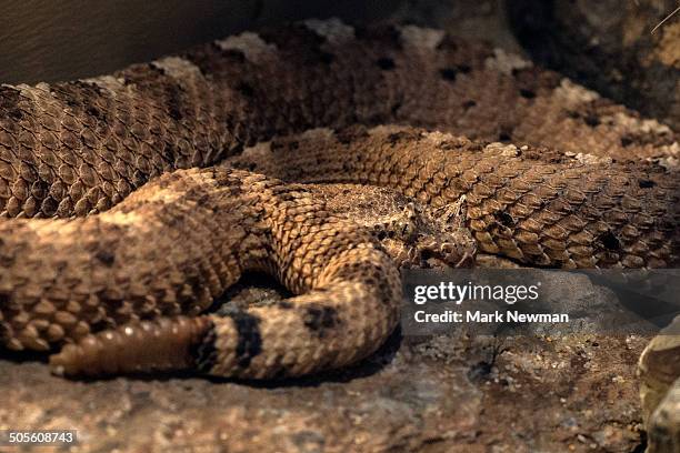 sidewinder rattlesnake, crotalus cervastes - cascavel norte americana imagens e fotografias de stock