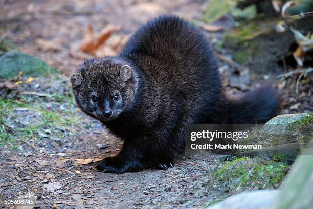 fisher, martes pennanti - weasel stock pictures, royalty-free photos & images