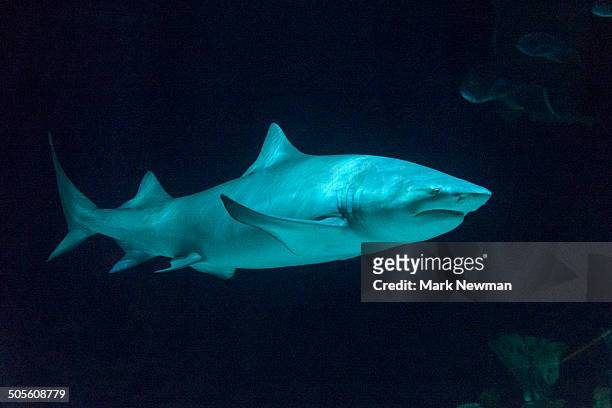 lemon shark, negaprion brevirostris - lemon shark stock pictures, royalty-free photos & images