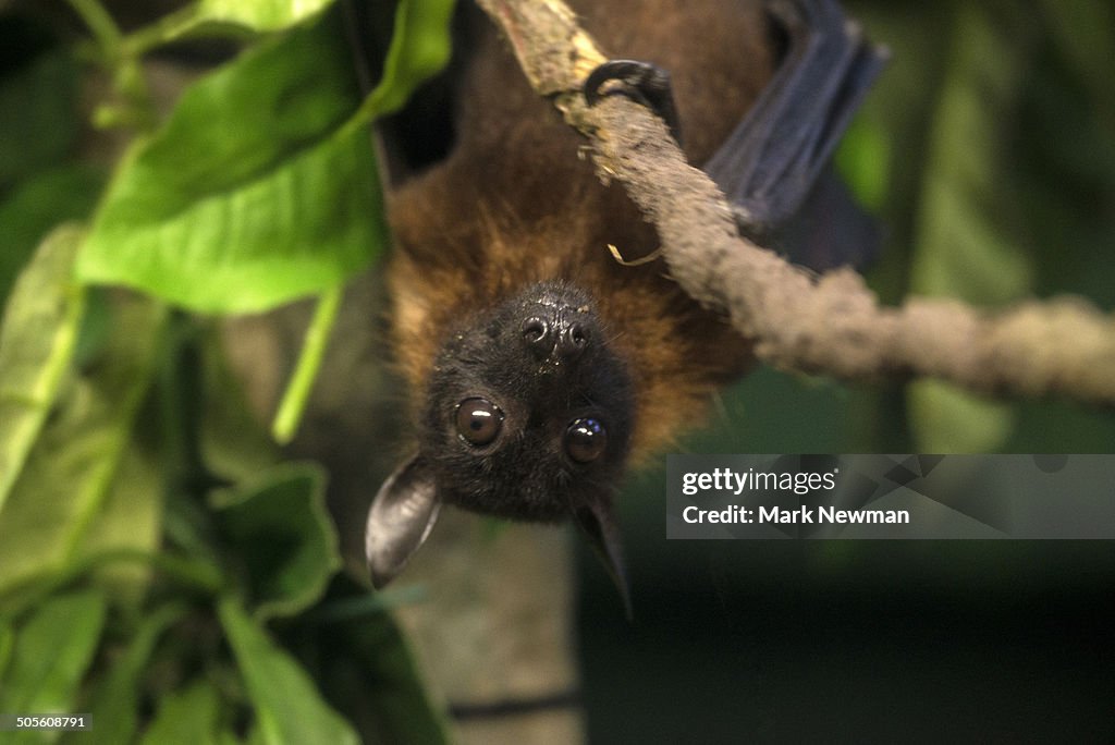 Indian Flying Fox Bat