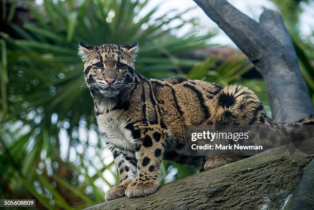 clouded leopard, neofelis nebulosa - nebelparder stock-fotos und bilder