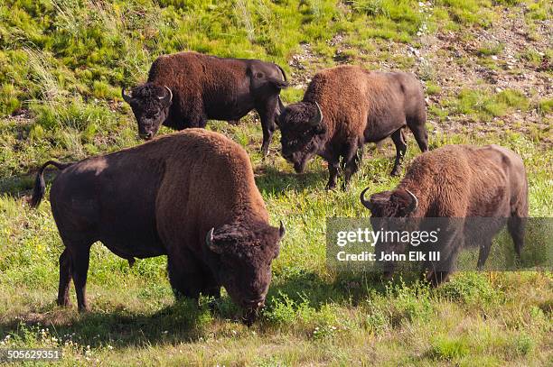 american bison - american bison stock pictures, royalty-free photos & images