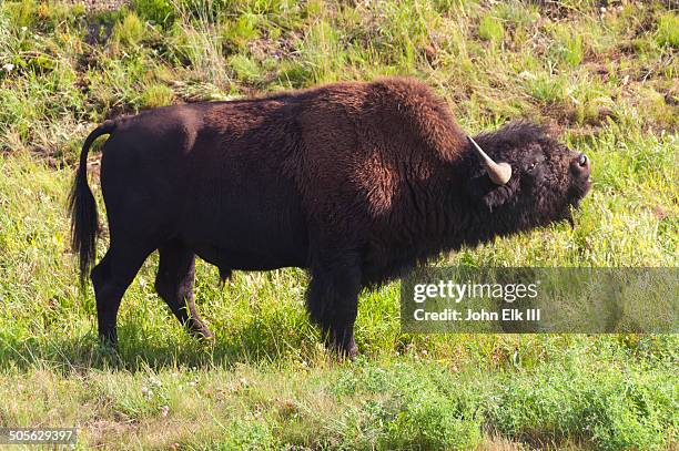 american bison - flehmen behaviour stock pictures, royalty-free photos & images