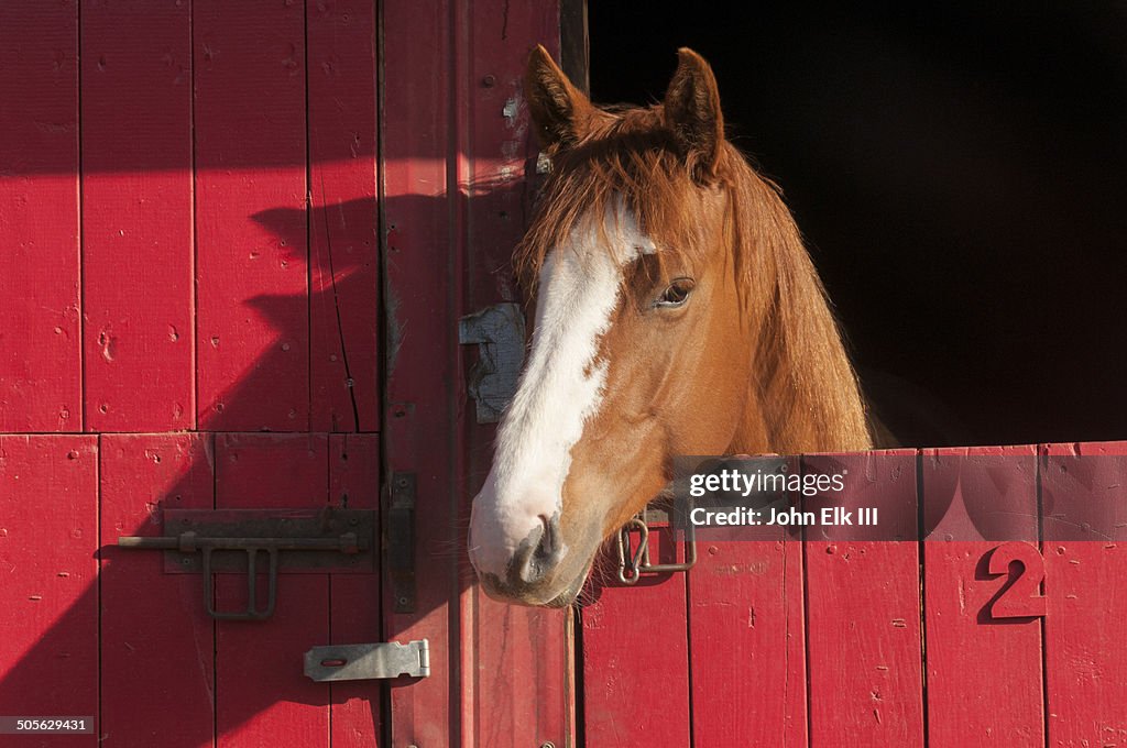 Horse in red barn