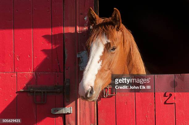 horse in red barn - caballo fotografías e imágenes de stock