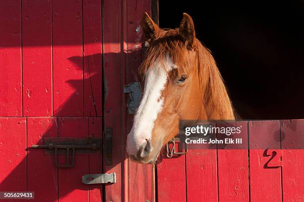 horse in red barn - horse barn stock pictures, royalty-free photos & images