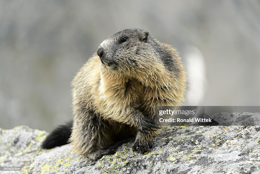 Marmot