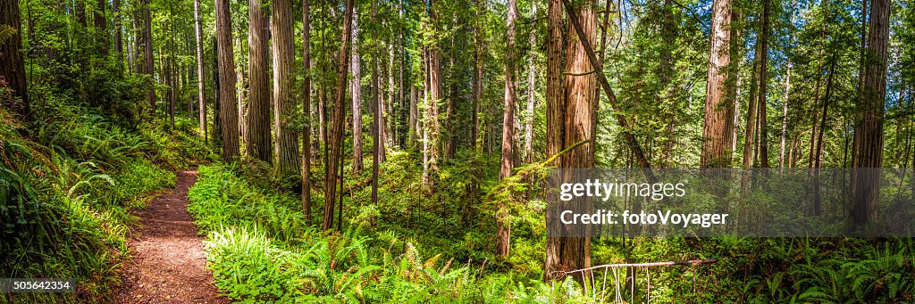 Earth trail through idyllic Sequoia grove Redwood NP forest California