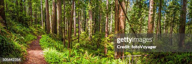 terra trilho através de idílico de sequoia grove floresta de sequoias np califórnia - redwood national park imagens e fotografias de stock